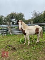 2 Y0 COB CROSS GELDING