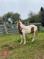 2 Y0 COB CROSS GELDING - 2