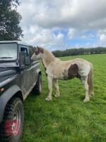 2 Y0 COB CROSS GELDING - 3