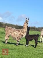 3YO LLAMA DAM & 4MO CRIA