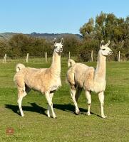 TRIO OF LLAMAS