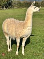 TRIO OF LLAMAS - 2