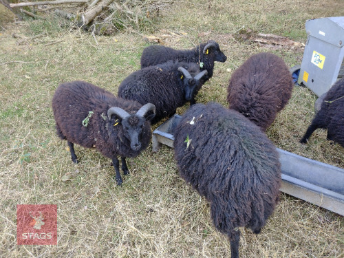 5 HEBRIDEAN RAM LAMBS