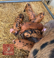 3 OXFORD SANDY & BLACK GILT WEANERS