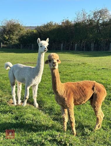 2 CASTRATED MALE ALPACAS
