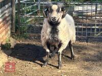 BADGERFACE 2T SHEARLING RAM
