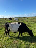 8YO IN CALF GALLOWAY COW