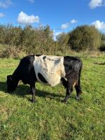 8YO IN CALF GALLOWAY COW - 2