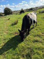 8YO IN CALF GALLOWAY COW - 3
