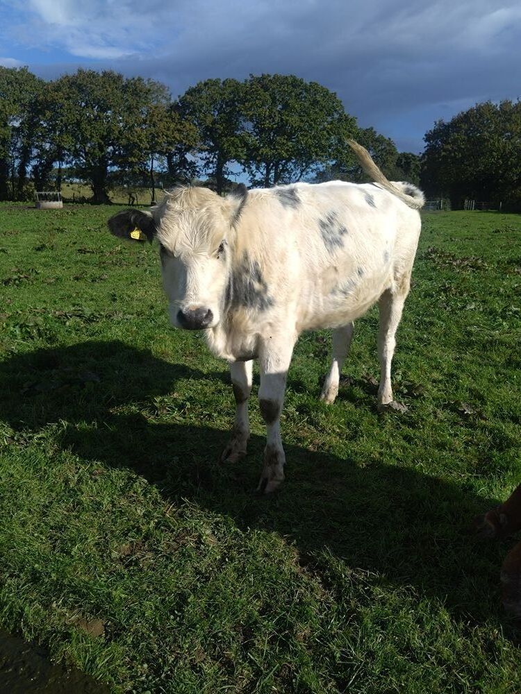 2 X 19MO STORE HEIFERS - BIDS PER LIFE