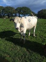 2 X 19MO STORE HEIFERS - BIDS PER LIFE