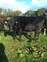 2 X 19MO STORE HEIFERS - BIDS PER LIFE - 2