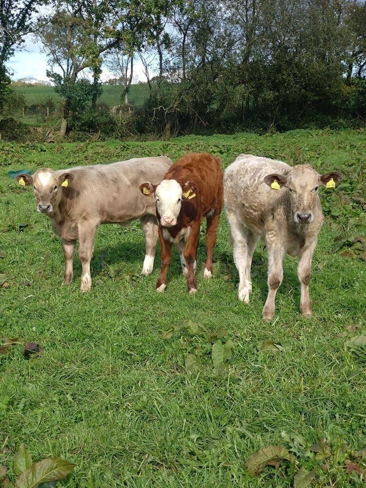 2 X 5MO CHAROLAIS X SUCKLED CALVES - BIDS PER LIFE