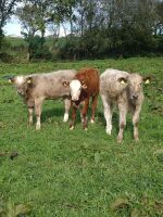 2 X 5MO CHAROLAIS X SUCKLED CALVES - BIDS PER LIFE