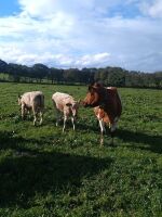 2 X 5MO CHAROLAIS X SUCKLED CALVES - BIDS PER LIFE - 2