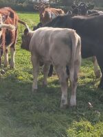 2 X 5MO CHAROLAIS X SUCKLED CALVES - BIDS PER LIFE - 3