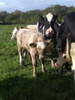 2 X 5MO CHAROLAIS X SUCKLED CALVES - BIDS PER LIFE - 4