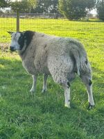 PUREBRED DUTCH SPOTTED RAM LAMB - 3