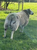 PUREBRED DUTCH SPOTTED RAM LAMB - 4