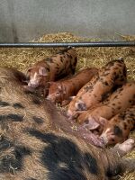 3 OXFORD SANDY & BLACK GILT WEANERS - BIDS PER LIFE