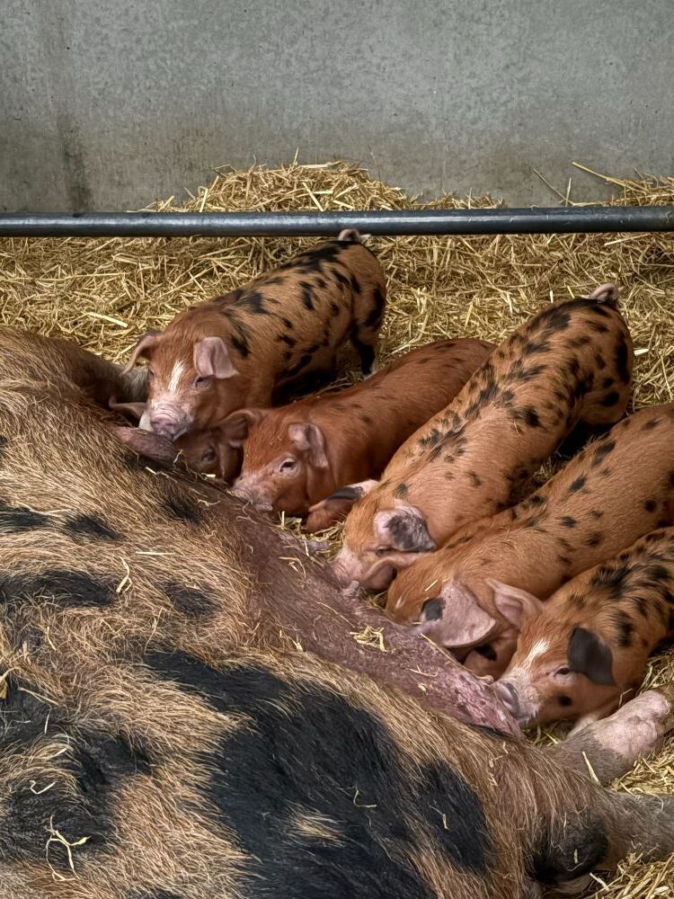 3 OXFORD SANDY & BLACK BOAR WEANERS - BIDS PER LIFE