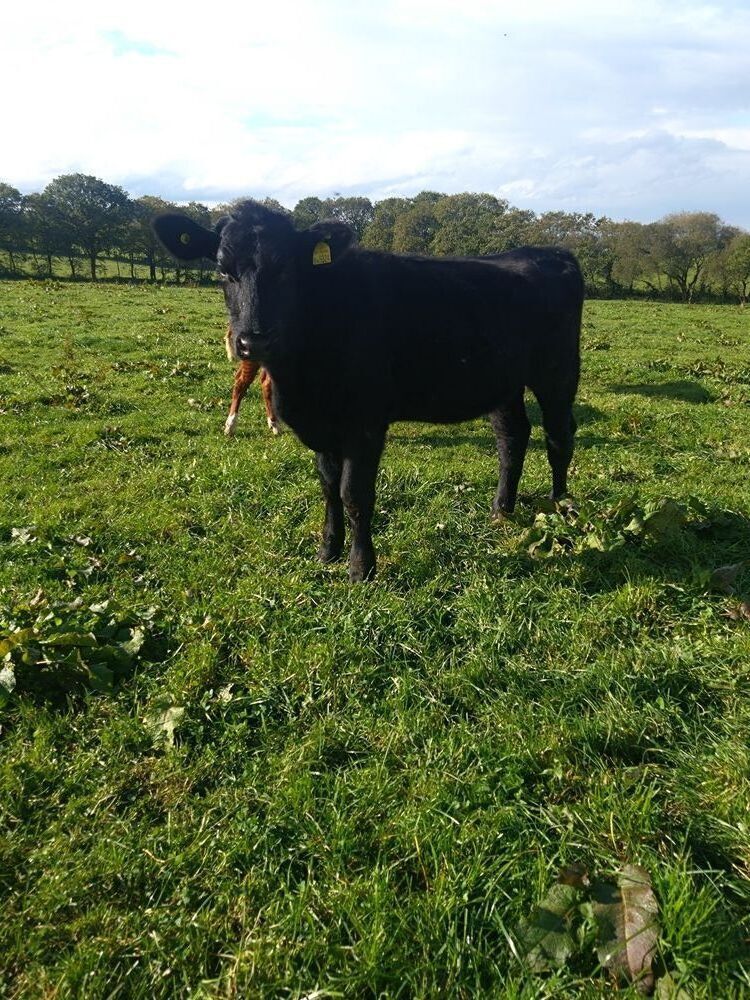 2 X 12MO ANGUS X HEIFERS - BIDS PER LIFE