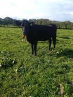 2 X 12MO ANGUS X HEIFERS - BIDS PER LIFE