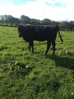 2 X 12MO ANGUS X HEIFERS - BIDS PER LIFE - 2