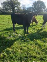 2 X 12MO ANGUS X HEIFERS - BIDS PER LIFE - 3