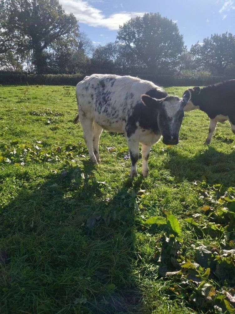 2 X 12MO BRITISH BLUE X HEIFERS - BIDS PER LIFE