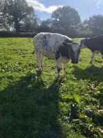 2 X 12MO BRITISH BLUE X HEIFERS - BIDS PER LIFE