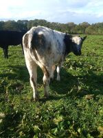 2 X 12MO BRITISH BLUE X HEIFERS - BIDS PER LIFE - 2