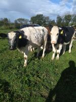 2 X 12MO BRITISH BLUE X HEIFERS - BIDS PER LIFE - 3