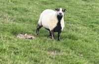 3 X 6T BAGDERFACE EWES - BIDS PER LIFE - 2