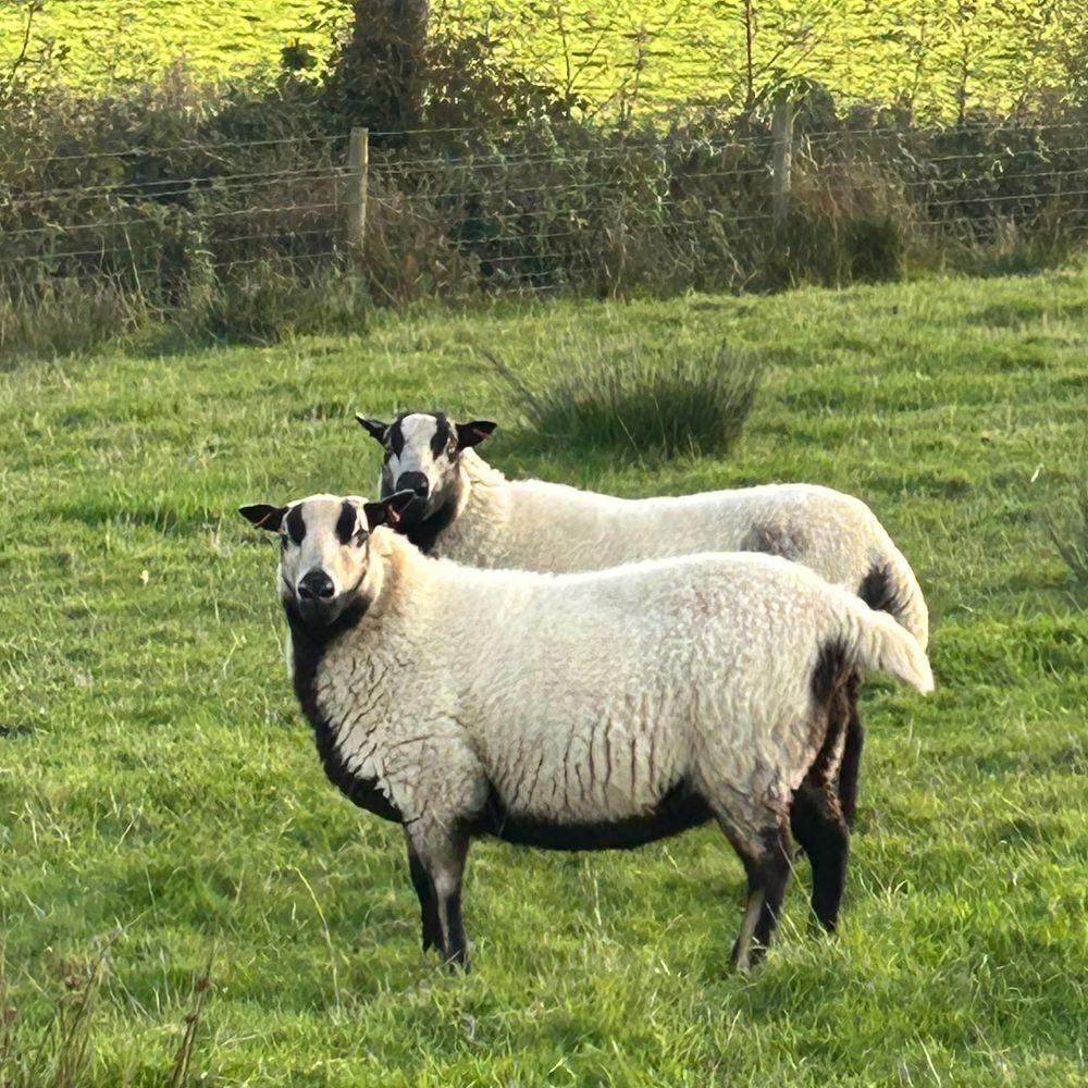 3 X 6T BAGDERFACE EWES - BIDS PER LIFE
