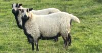 3 X 6T BAGDERFACE EWES - BIDS PER LIFE - 4
