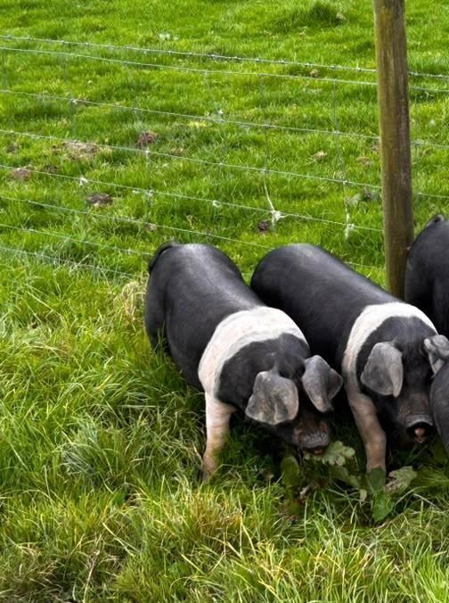 2 X 4MO SADDLEBACK GILTS - BIDS PER LIFE