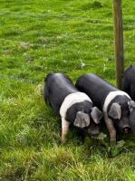 2 X 4MO SADDLEBACK GILTS - BIDS PER LIFE