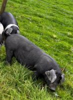 2 X 4MO SADDLEBACK GILTS - BIDS PER LIFE
