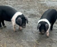 2 X 8WO SADDLEBACK GILTS - BIDS PER LIFE