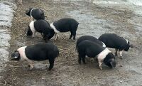 2 X 8WO SADDLEBACK GILTS - BIDS PER LIFE - 2