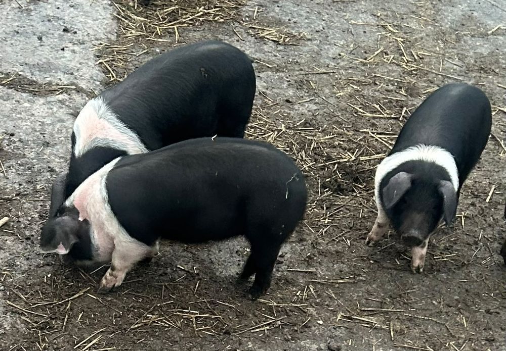 2 X 8WO SADDLEBACK GILTS- BIDS PER LIFE