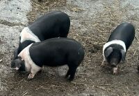 2 X 8WO SADDLEBACK GILTS- BIDS PER LIFE
