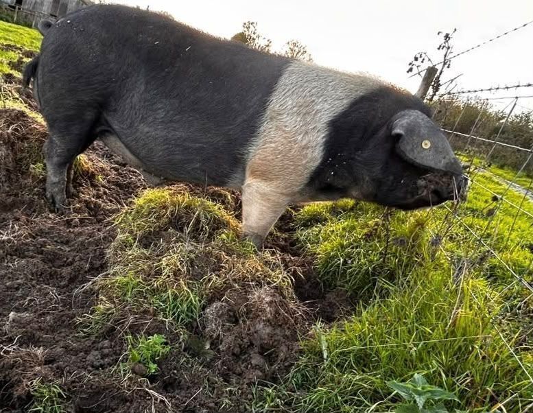 15MO SADDLEBACK BREEDING BOAR