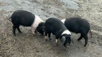 15MO SADDLEBACK BREEDING BOAR - 2