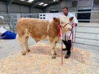 7MO PEDIGREE SIMMENTAL BULL - 7