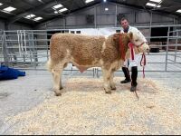 7MO PEDIGREE SIMMENTAL BULL - 9