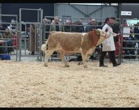 7MO PEDIGREE SIMMENTAL BULL - 10