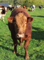 18MO PUREBRED STABILISER BULL - 2