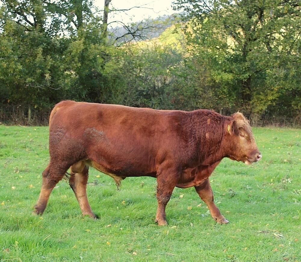 18MO PUREBRED STABILISER BULL